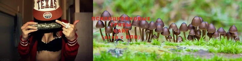 где купить   Бавлы  Псилоцибиновые грибы Psilocybine cubensis 